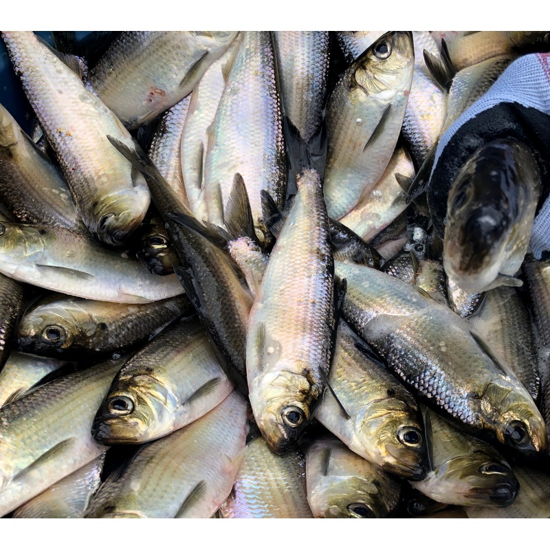 Frozen Bait – 3 Gaspereau Per Bag