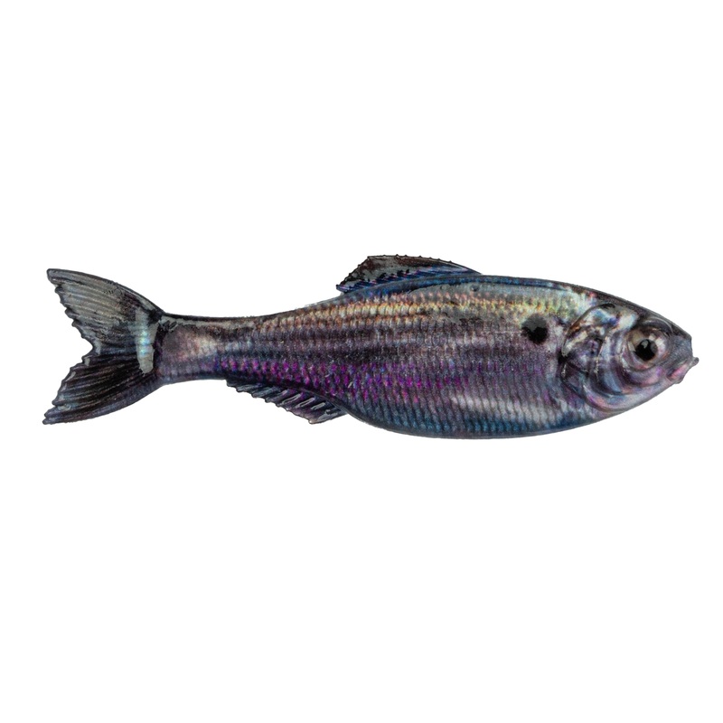 Panorama – Live Threadfin Shad