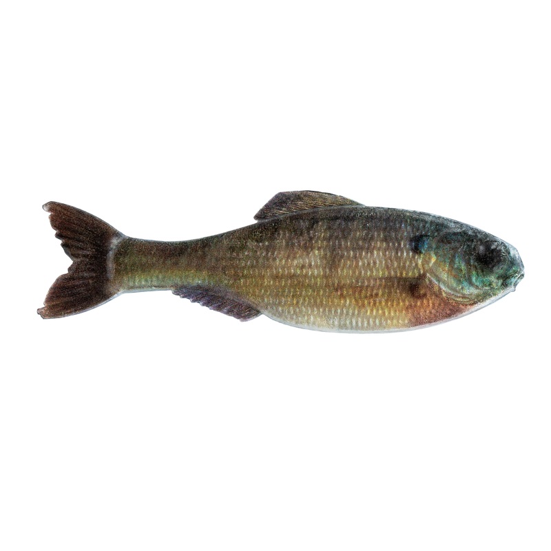 Panorama – Live Bluegill|2.0″ (8/pk)|2.8″ (8/pk)|3.5″ (6/pk)|5.0″ (3/pk)|6.5″ (2/pk)|9.0″ (1/pk)