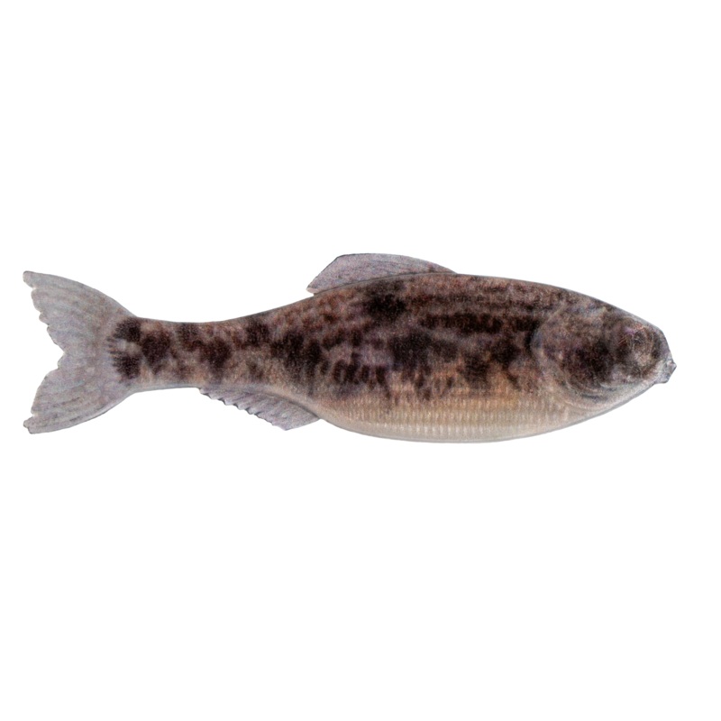 Panorama – Live Goby|2.0″ – (8/pk)|2.8″ – (8/pk)|3.5″ – (6/pk)