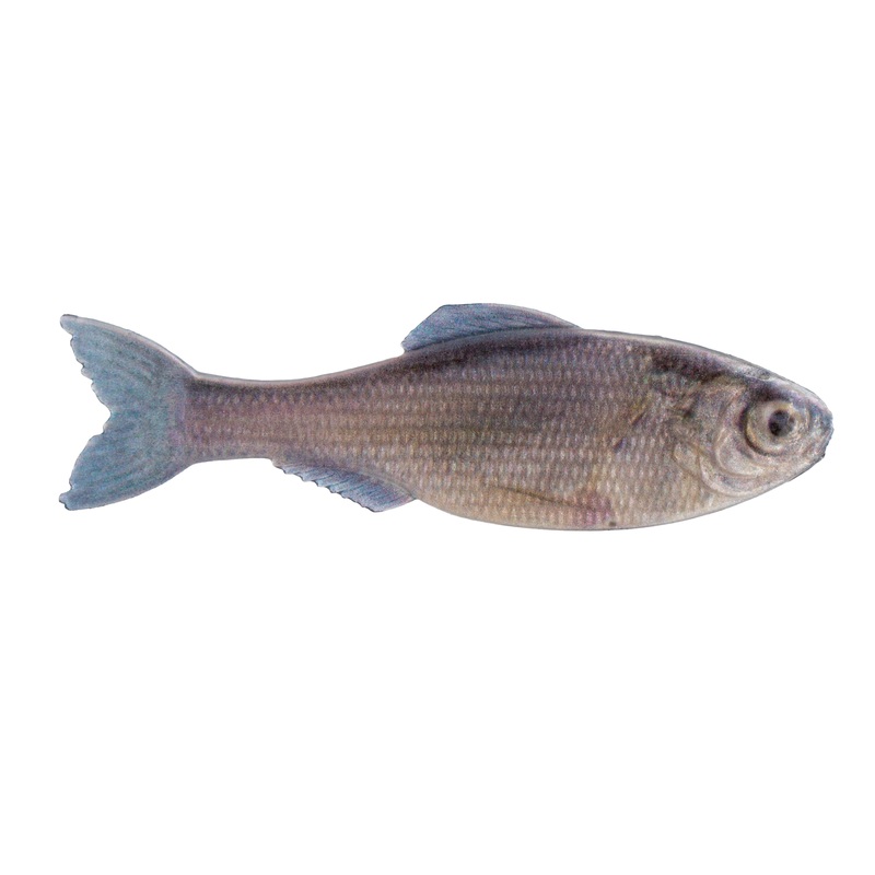 Panorama – Live Minnow|2.0″ – (8/pk)|2.8″ – (8/pk)|3.5″ – (6/pk)|5.0″ (3/pk)|6.5″ (2/pk)