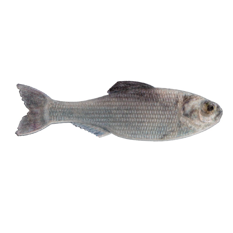 Panorama – Live Shad|2.0″ – (8/pk)|2.8″ – (8/pk)|3.5″ – (6/pk)|5.0″ (3/pk)|6.5″ (2/pk)