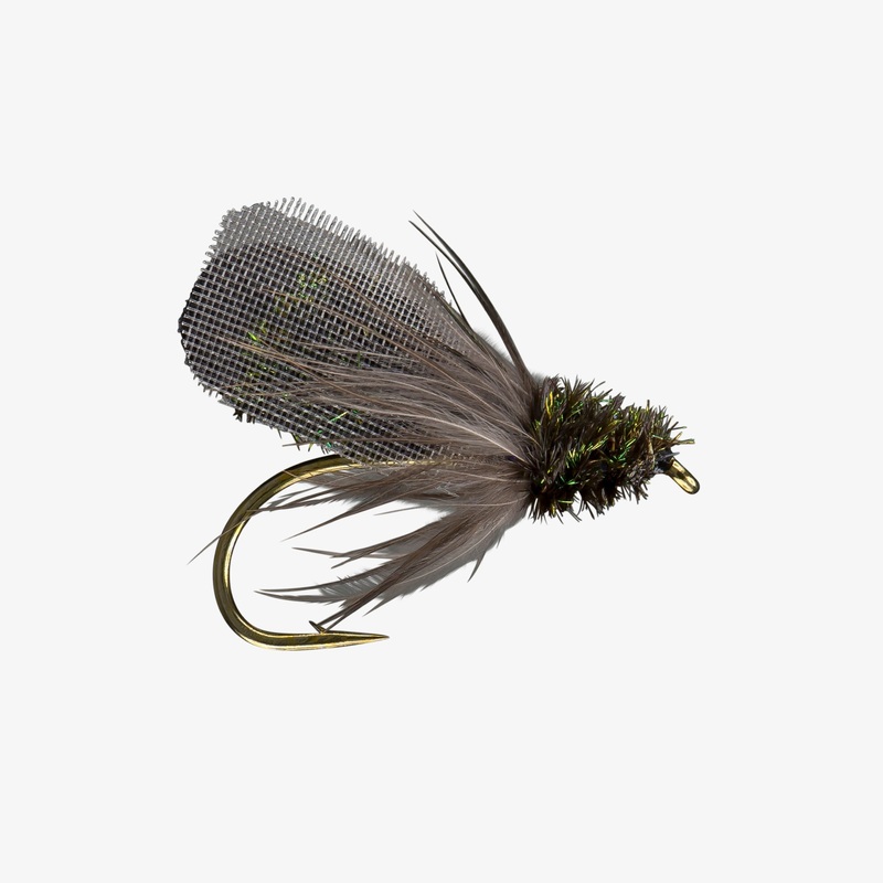 House Fly|10|Peacock