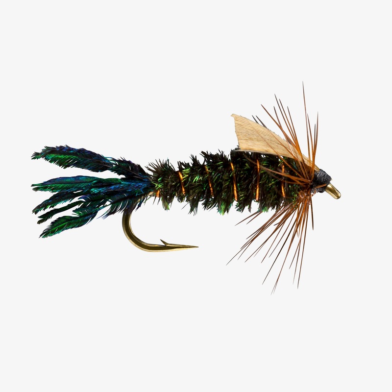 Zug Bug|14|12|10